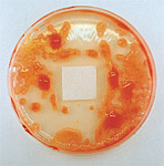 浴室や水周り防カビ抗菌コーティング施工後