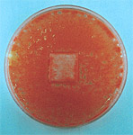 浴室や水周り防カビ抗菌コーティング施工前